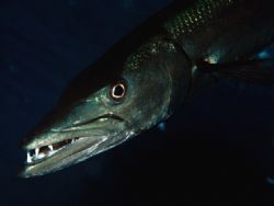 Barracuda under the boat. Little Cayman by Carlo Greco 